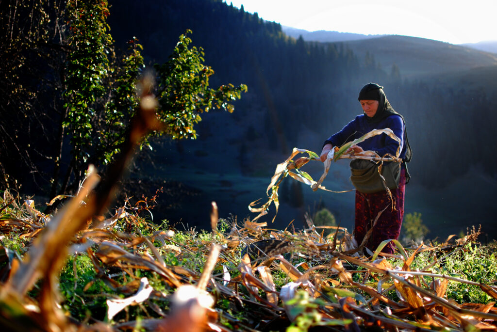 Women harvesting corn in the highlands of Adjara, Georgia